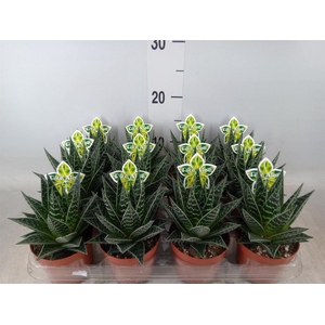 Aloe aristata 'Tiki Tahi'