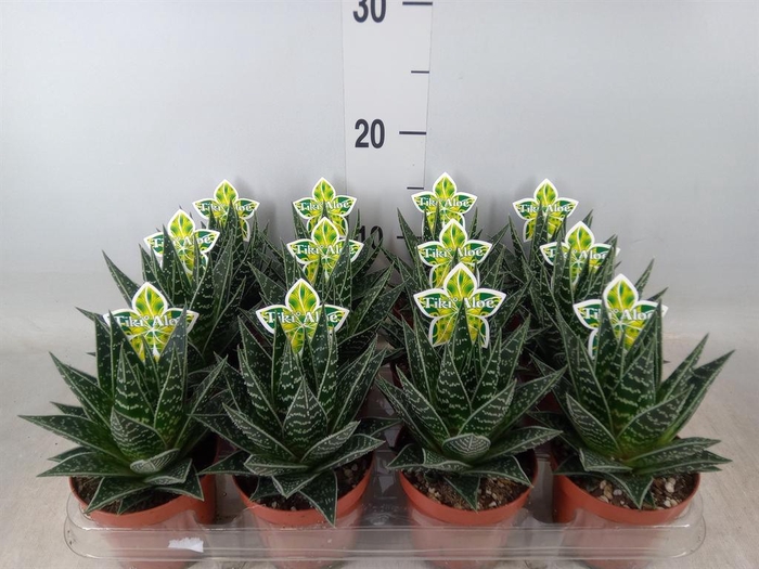 <h4>Aloe aristata 'Tiki Tahi'</h4>