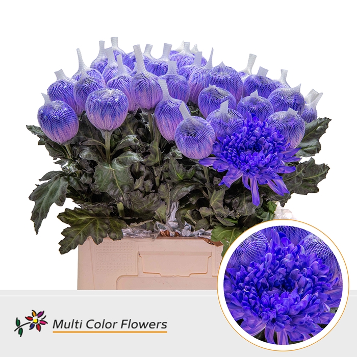 <h4>Chr G Antonov Violet Donker</h4>