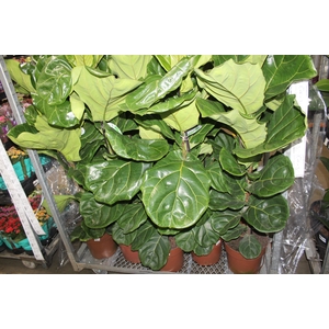 FICUS LYRATA P24