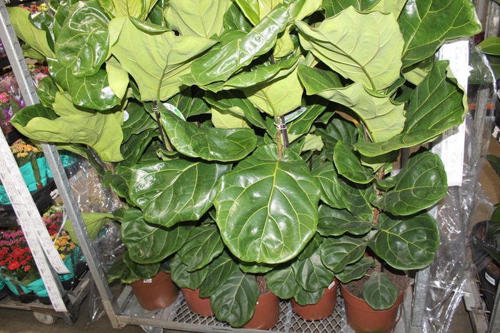 <h4>FICUS LYRATA P24</h4>