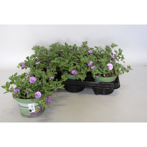 Calibrachoa Double Sky Blue