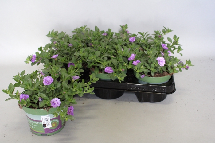 <h4>Calibrachoa Double Sky Blue</h4>