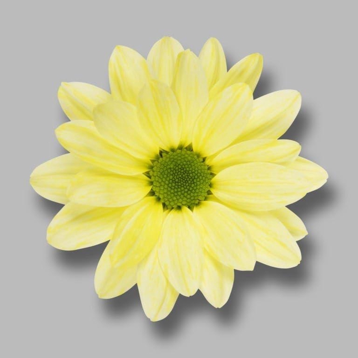 <h4>CHR T DICHA CREAM</h4>