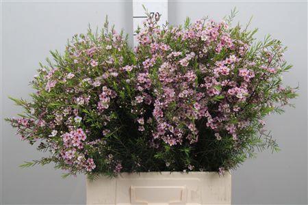 <h4>Chame Un Olivia</h4>