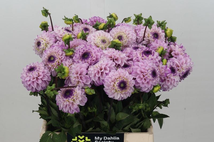 <h4>Dahlia Genova</h4>