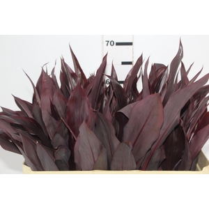 FOLHAGEM DRACENA RUBRA VINHO