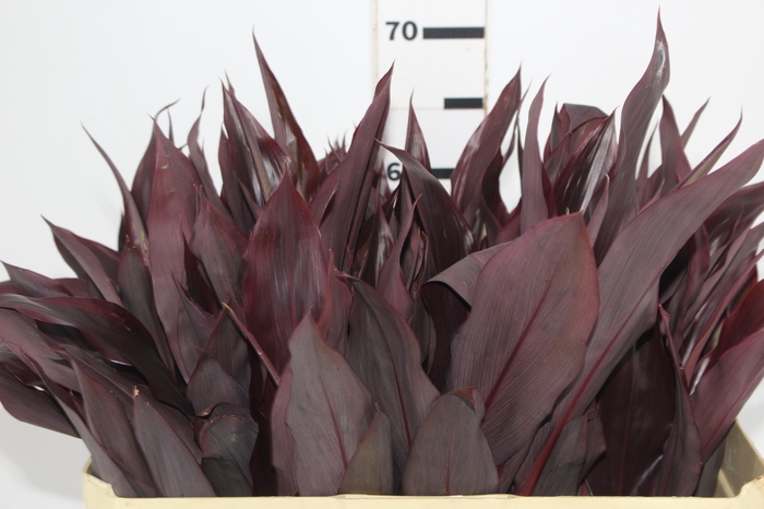 <h4>FOLHAGEM DRACENA RUBRA VINHO</h4>