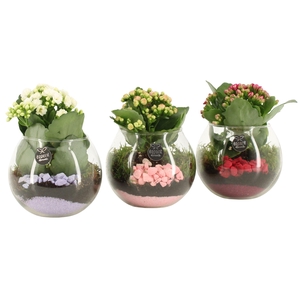 21863: Lovess arrangement