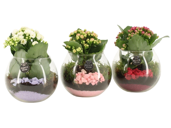 <h4>21863: Lovess arrangement</h4>