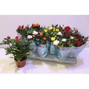 Ro B Monde Gem 7 Srt