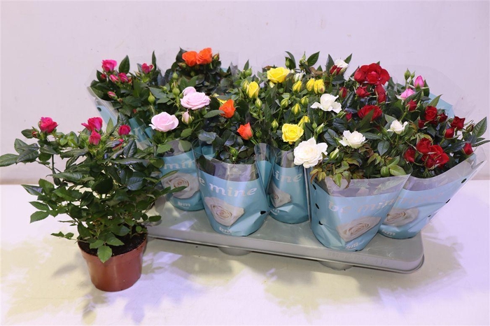 <h4>arr8 Ro B Monde Gem 7 Srt</h4>