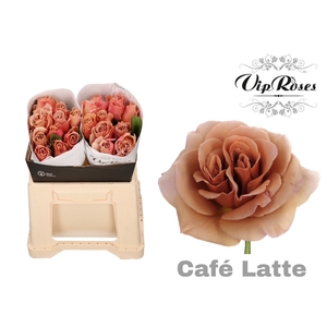 R GR CAFE LATTE