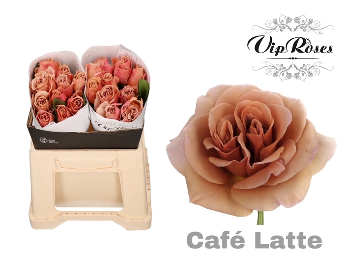 R GR CAFE LATTE