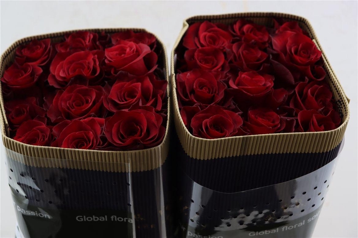 <h4>R Gr Mamma Mia</h4>