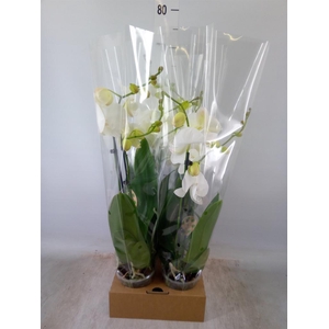 Phalaenopsis   ...white