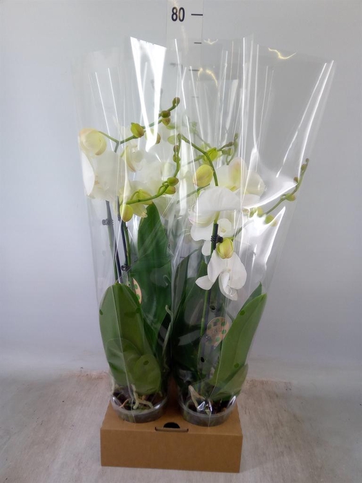 <h4>Phalaenopsis   ...white</h4>