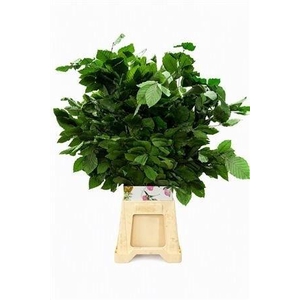 DECORGROEN KLB BS H%
