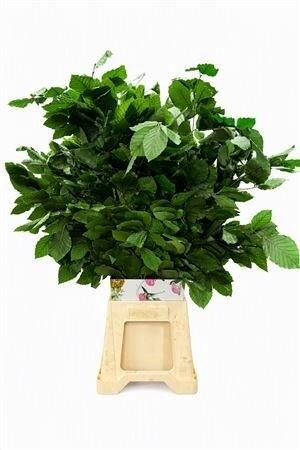 <h4>DECORGROEN KLB BS H%</h4>