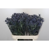 Eryngium Blue Dynamite