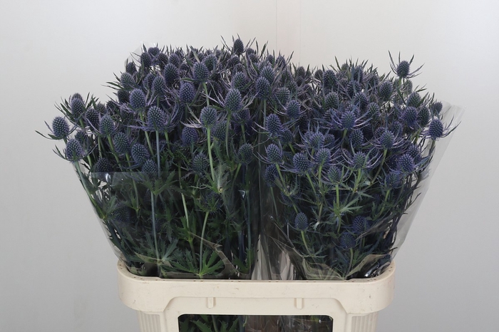 <h4>Eryngium Blue Dynamite</h4>