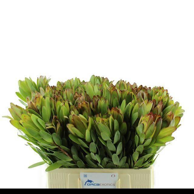 <h4>LEUCAD SAF GOLDSTRIK</h4>