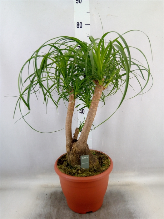 <h4>Beaucarnea recurvata</h4>