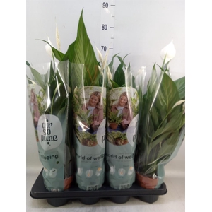 Spathiphyllum  'Sweet Chico'