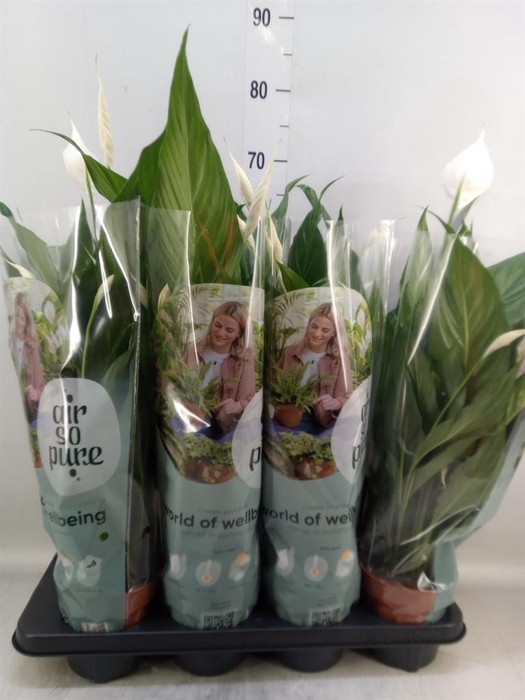 <h4>Spathiphyllum  'Sweet Chico'</h4>