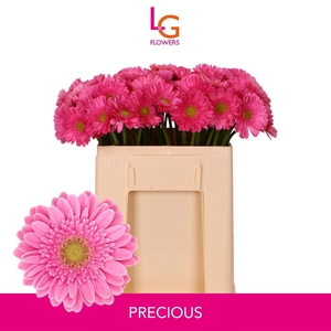 GERMINI PRECIOUS