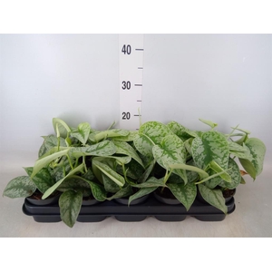 Scindapsus pictus 'Trebie'