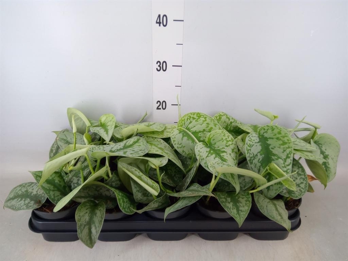 <h4>Scindapsus pictus 'Trebie'</h4>