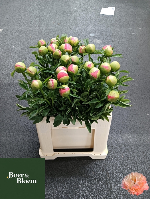 <h4>PAEO CORAL SUNSET</h4>