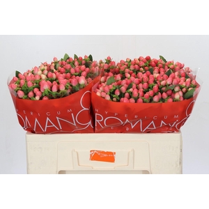 Hypericum Sweet Romance