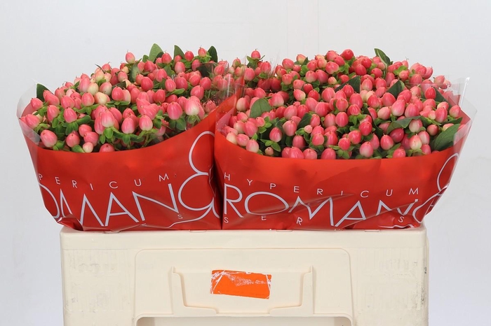 <h4>Hypericum Sweet Romance</h4>