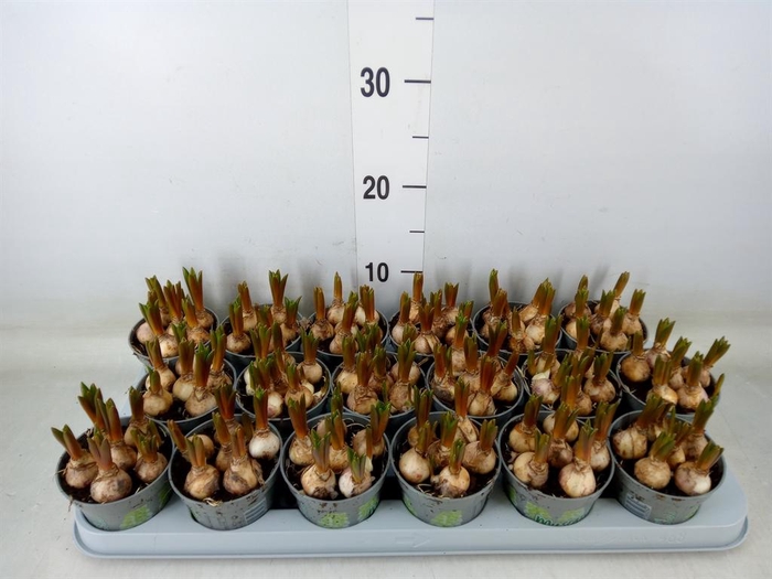 <h4>Muscari 'White Spear'</h4>