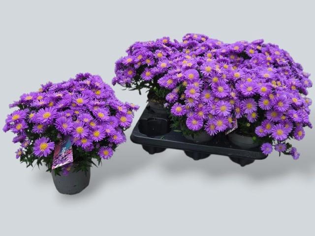 <h4>ASTER D AL D PURP LA</h4>