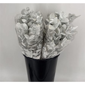 Euca Col Cinerea K White Lacc
