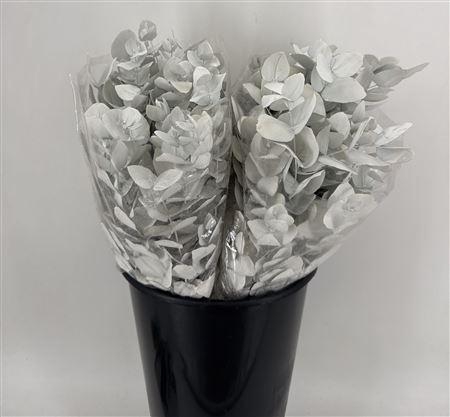 <h4>Euca Col Cinerea K White Lacc</h4>