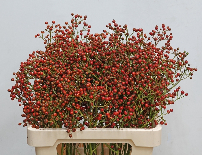 <h4>ROSA FAIR JEWEL</h4>