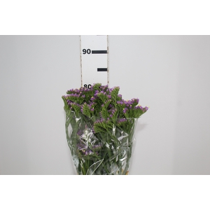 LIMONIUM DEEP LAVANDER 080 CM LILAS