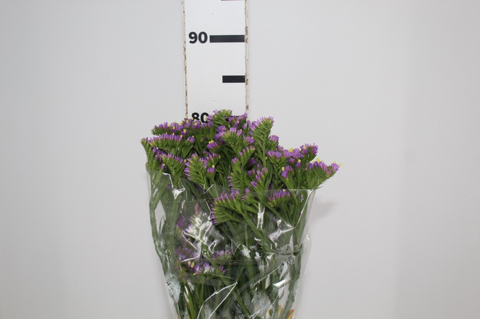 <h4>LIMONIUM DEEP LAVANDER 080 CM LILAS</h4>