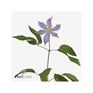 Clematis amazing london