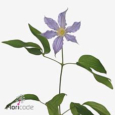<h4>Clematis amazing london</h4>