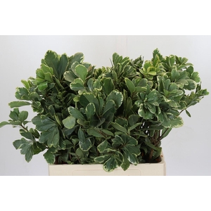 Pittosporum Ilan