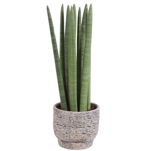 Sansevieria Cylindrica Straight 10 Leaf Ø14cm Ceramic NT567