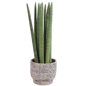 Sansevieria Cylindrica Straight 10 Leaf Ø14cm Ceramic NT567