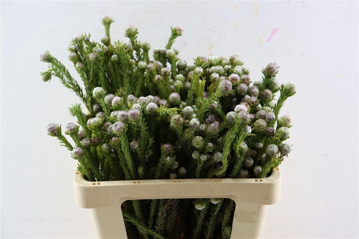 <h4>Kaaps Tortum Female</h4>