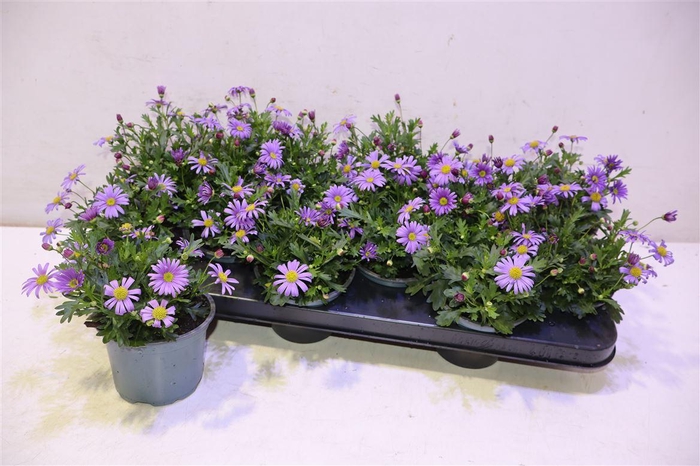 <h4>Brach Bras Violet</h4>