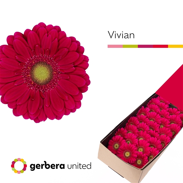 <h4>Ge Mi Vivian Box United</h4>